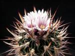 Stenocactus lamellosus (Samen)